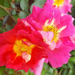 Rose 'Bajazzo': Bild 3/5