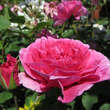 Rose 'England's Rose': Bild 4/4