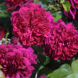 Rose 'Tradescant': Bild 2/5