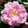 Rose 'Astra': Bild 5/6