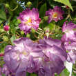 Rose 'Veilchenblau' (multiflora): Bild 4/13