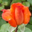 Rose 'Climbing Christophe Colomb': Bild 3/6