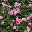 Rose 'Pink Swany': Bild 4/6