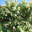 Rose 'Ghislane de Feligonde' (moy.): Bild 8/10