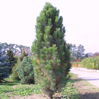 Pinus nigra 'Pyramidalis'
