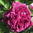 Rose 'Arthur de Sansal': Bild 2/9