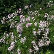 Rose 'Perle vom Wienerwald': Bild 5/5
