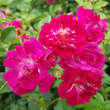 Rose 'Super Excelsa': Bild 3/11