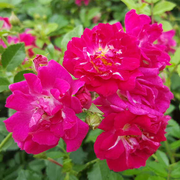 Rose 'Super Excelsa': Bild 3/11 Rose 'Super Excelsa': Bild 3/11