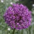 Allium aflatunense 'Purple Sensation': Bild 1/3