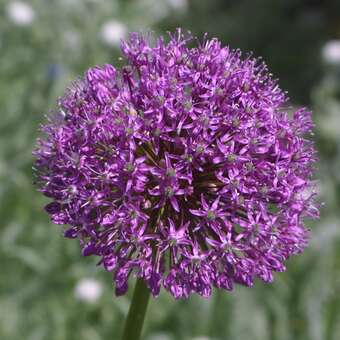 Allium aflatunense 'Purple Sensation'