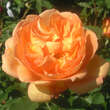 Rose 'Lady of Shalott': Bild 2/6