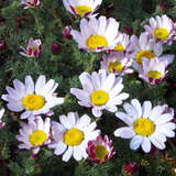 Anacyclus pyrethrum depressus - Felsenmargerite