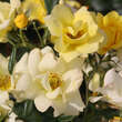 Rose 'Gold Tequila': Bild 3/9