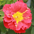 Rose 'Bajazzo': Bild 4/5