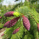 Picea abies 'Frohburg' - Zwerg-Hängefichte