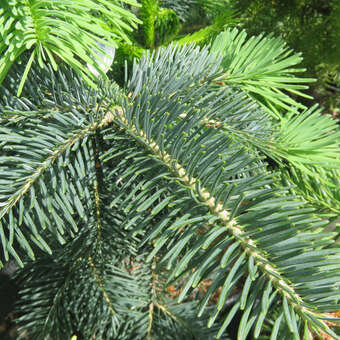 Abies magnifica 'Glauca'