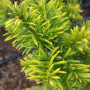 Taxus baccata 'Elegantissima' - Goldeibe