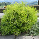 Chamaecyparis pisifera 'Filifera Aurea Nana' - Gold-Fadenzypresse