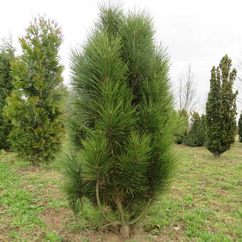 Pinus nigra 'Sinfonia'