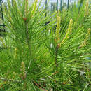 Pinus bungeana - Chinesiche Föhre