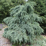 Cedrus deodara 'Feelin Blue' - Blaue Zwergzeder