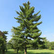 Pinus strobus: Bild 1/3