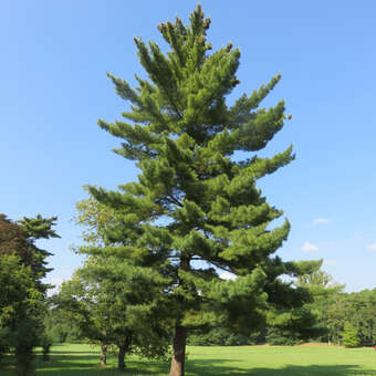 Pinus strobus