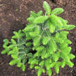 Abies cephalonica 'Meyer's Dwarf': Bild 2/3