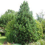Pinus cembra - Zirbelkiefer