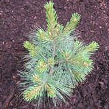 Pinus strobus 'Blue Shag' - Zwerg-Seidenföhre