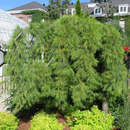 Pinus strobus 'Pendula' - Hänge-Weymouthskiefer