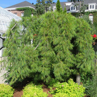 Pinus strobus 'Pendula'