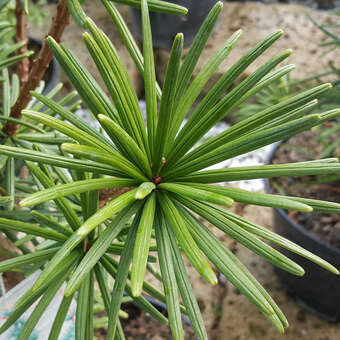 Sciadopitis verticillata 'Sternschnuppe'