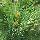 Pinus peuce - Mazedonische Seidenkiefer
