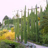 Cupressus sempervirens 'Stricta' - Mittelmeerzypresse - Nicht winterhart