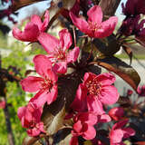 Malus 'Scarlet' - Rotlaubiger Zierapfel