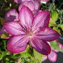 Clematis 'Liberty' - Waldrebe, Großblumige Garten-Clematis