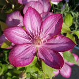 Clematis 'Liberty' - Waldrebe, Großblumige Garten-Clematis