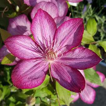 Clematis 'Liberty'