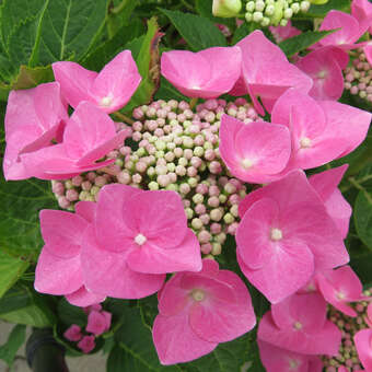 Hydrangea macrophylla 'Teller Rosa'