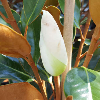 Magnolia grandiflora 'Little Gem'