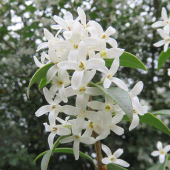 Osmanthus heterophyllus