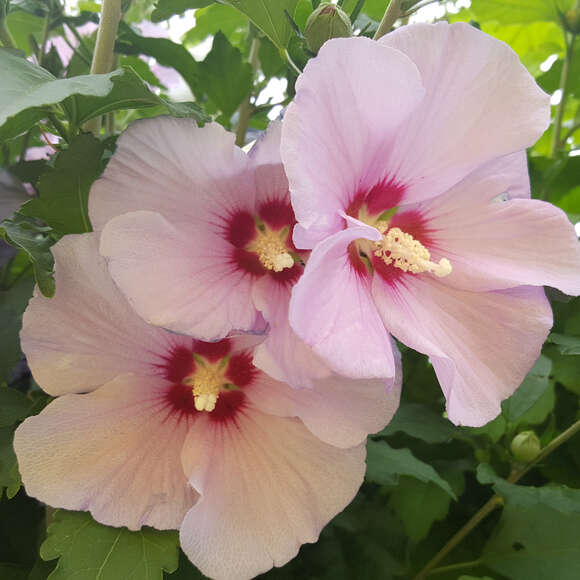 Hibiscus syriacus: Bild 1/2 Hibiscus syriacus: Bild 1/2