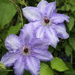 Clematis 'William Kennett': Bild 1/2