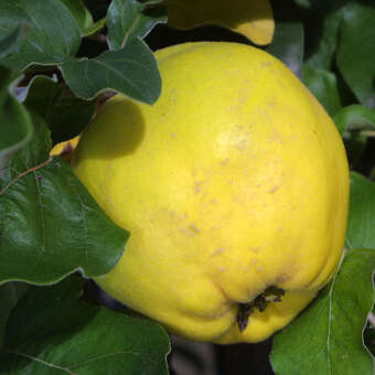 Cydonia oblonga 'Aromatnaja' ('Krymsk')