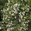 Prunus fruticosa 'Fruchtzwerg': Bild 1/5