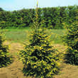 Picea orientalis 'Aureospicata': Bild 2/2
