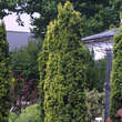 Taxus baccata 'Fastigiata Aurea': Bild 3/4
