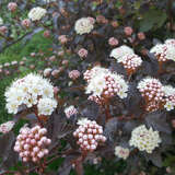 Physocarpus opulifolius 'Diable d'Or' - Rote Blasenspiere